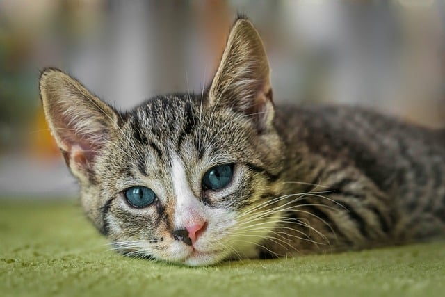 Gatos